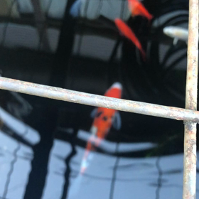 1/8の画像