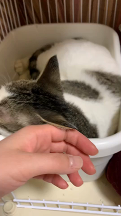 【正式譲渡】雑種猫 ♀ いのちゃんの記事動画