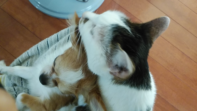 反則のかわいさヾ(≧∇≦)の記事動画