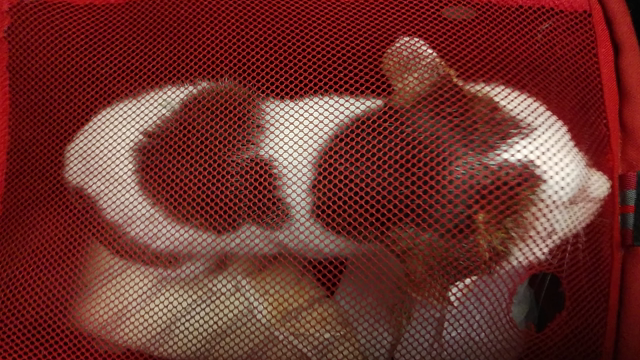 動物病院からの親切な方♪の記事動画