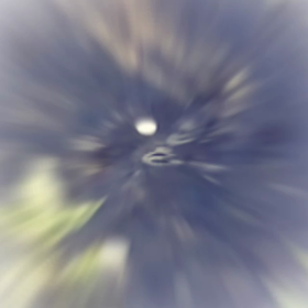 カルガモの親子の画像