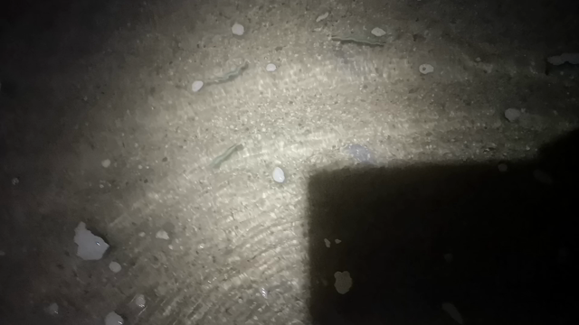 バチ抜け調査の記事動画