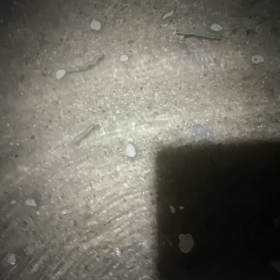 バチ抜け調査の画像