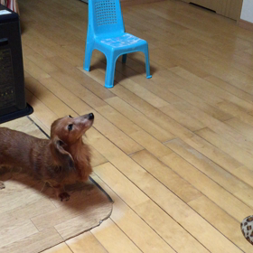 シニア犬でも出来るの画像