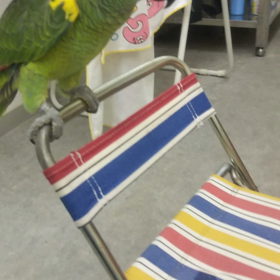 キソデアオボウシインコ遊び時間の画像
