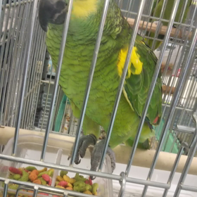 キビタイボウシインコ、キソデアオボウシインコの画像