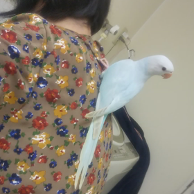 ワカケホンセイの画像