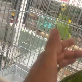 キビタイボウシインコの画像
