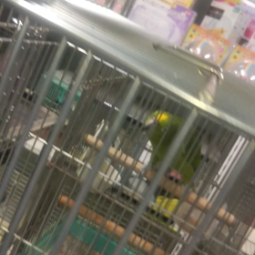 インコ達の画像