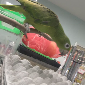 キビタイボウシインコの画像
