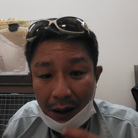 クワガタムシ採集時の注意点の画像