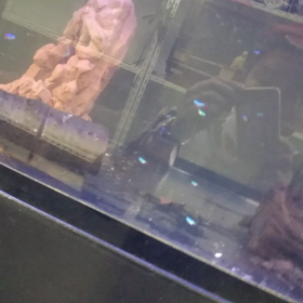 店長の水槽の画像