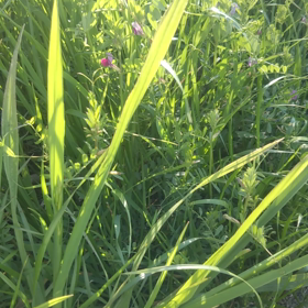 夏の始まりの画像