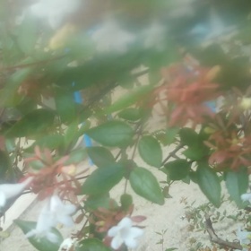 こんな蜂見たの初めての画像