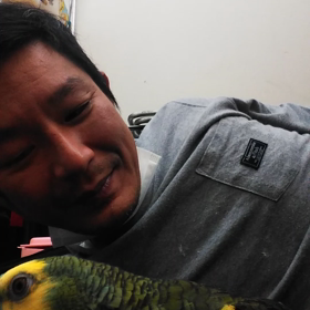 キソデアオボウシインコの画像