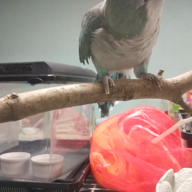 キソデアオボウシインコ、キビタイボウシインコの画像