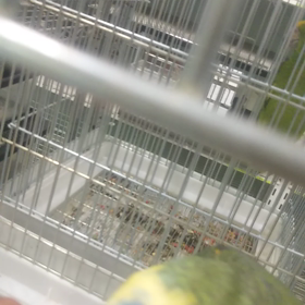 キソデアオボウシインコの画像