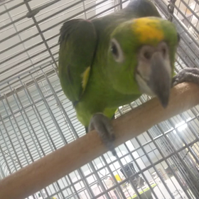 キビタイボウシインコ手乗りの画像
