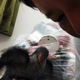 オキナバイオレットの画像