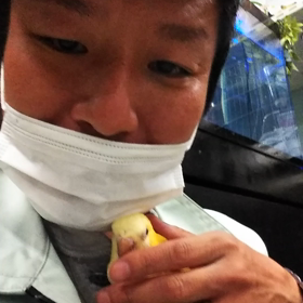 オキナインコルチーノの画像