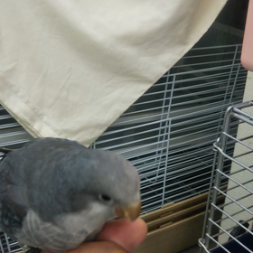 オキナインココバルトの画像