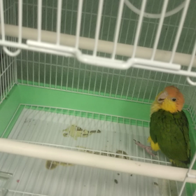 シロハラインコから、オオハナインコの画像