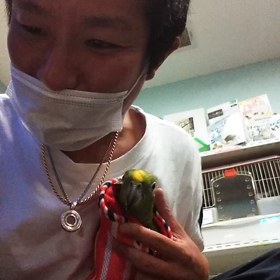 キビタイボウシインコ手乗りの画像