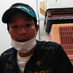 かわいいスズメバチは、いないですの画像