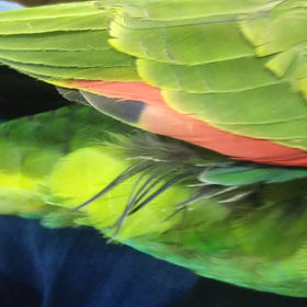 キソデアオボウシインコの画像