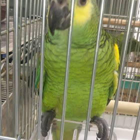 本日の、インコの食事の画像