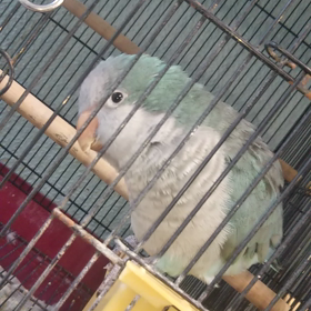 オキナインコ動画の画像