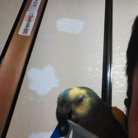 明日も、明後日も、元気パワフル開店致しますの画像