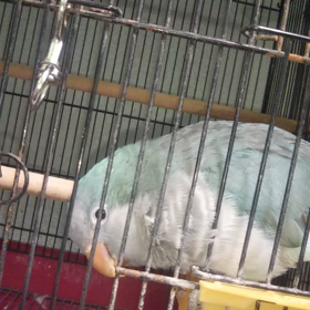 訳ありのオキナインコたちの画像