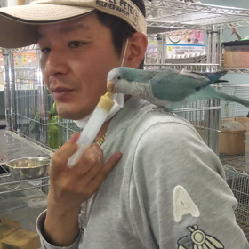 オキナインコ動画の画像