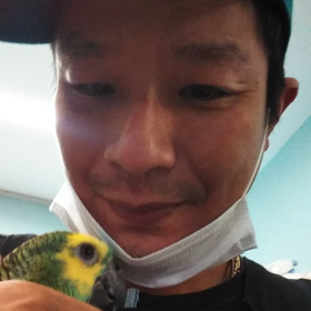 キソデアオボウシインコの画像