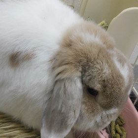 きなちゃん元気パワフルの画像