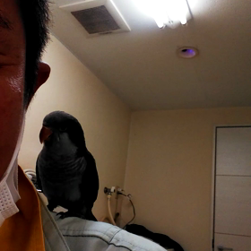 オキナインココバルトの画像