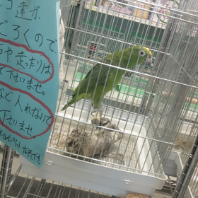 皆様おはようございますの画像