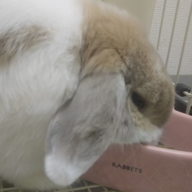 起きたよ、きなちゃんとの画像