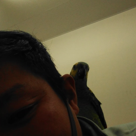 ビゲンはや染め！の画像