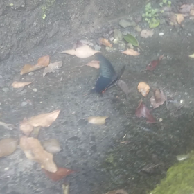 今日は、枚岡神社からの画像