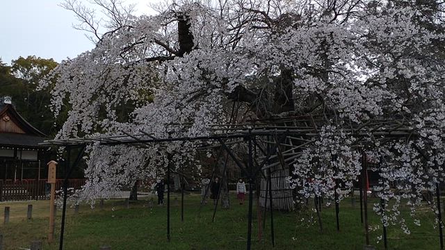 ´24 京の桜めぐり その19 上賀茂神社の親王桜・御所桜他の記事動画