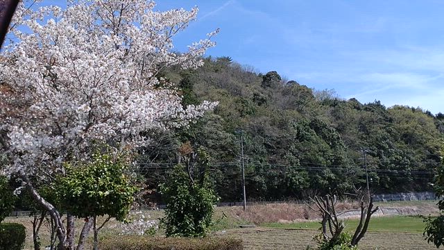 地元で見た桜 その2の記事動画
