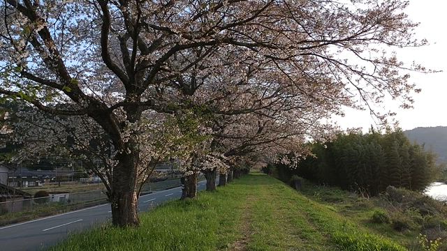 地元で見た桜 その2の記事動画