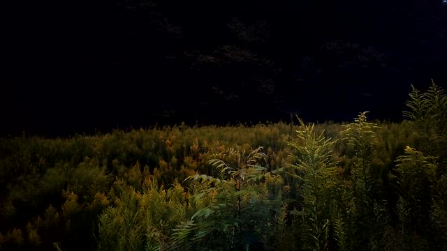 秋分の頃の景色の記事動画