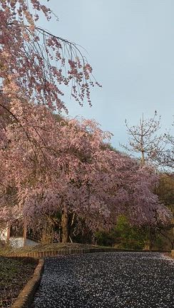 ’26 4月10日に地元で見た桜の記事動画