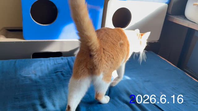 6月17日の星占いの記事動画