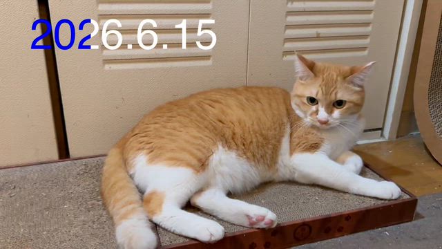 6月16日の星占いの記事動画