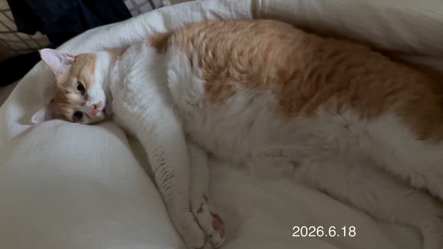 6月19日の星占いの記事動画
