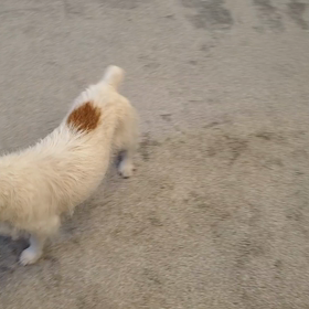 愛犬テン　祝18才誕生日❕の画像